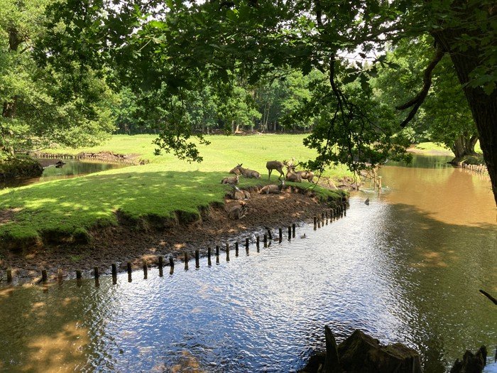 Hirsche am Flussufer.