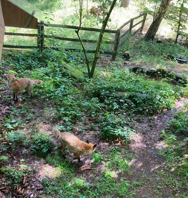 Zwei Füchse in einem bewaldeten Gehege.