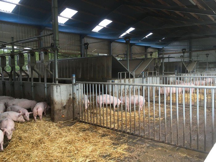 Ferkel in einem Schweinestall.