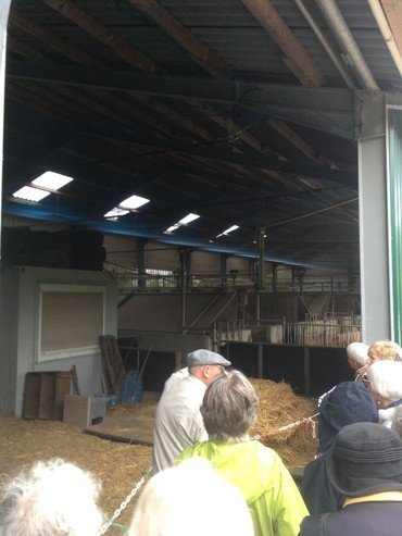 Gruppe Menschen in einem Schweinestall.