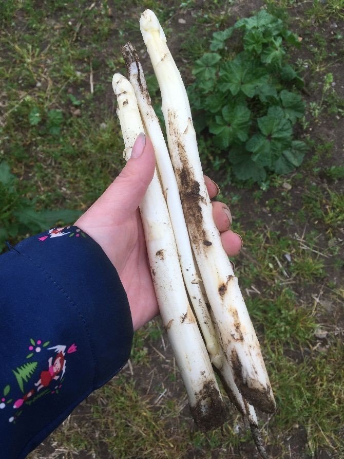 Hand hält frisch geernteten Spargel.