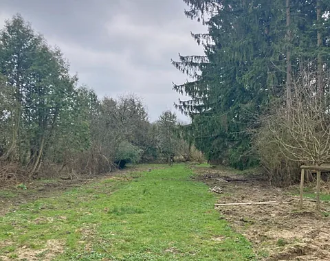 Grasweg zwischen Bäumen.