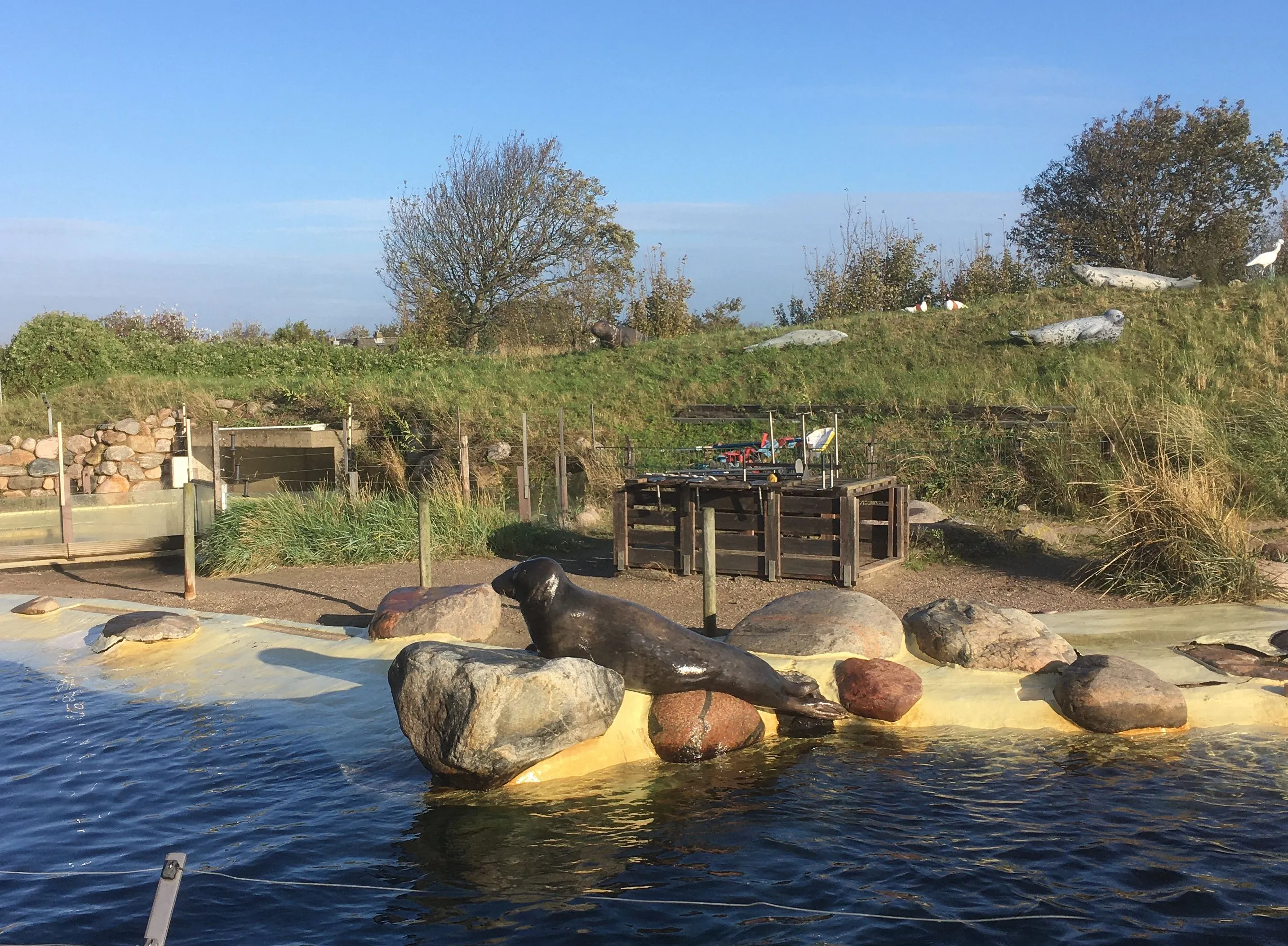 Seelöwe liegt auf Felsen im Wasser.