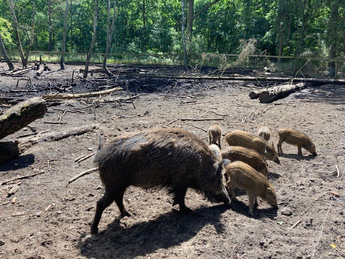 Wildschwein mit Frischlingen im Wald.