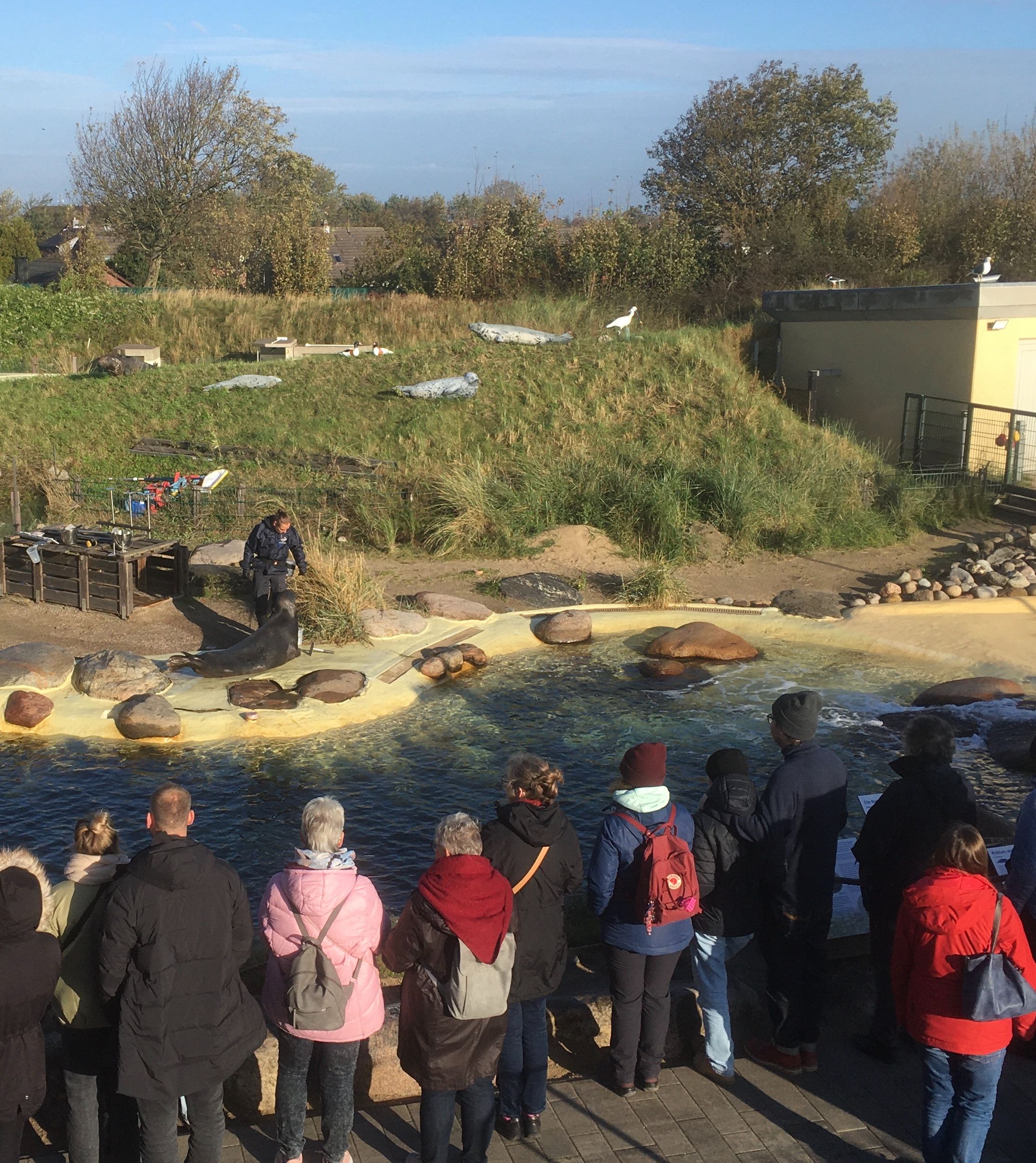 Menschen beobachten Seelöwen in einem Gehege.