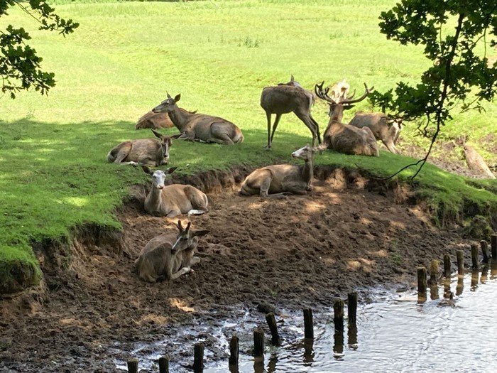 Gruppe Hirsche am Wasserufer.