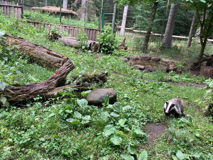 Dachs in einem bewaldeten Gehege.